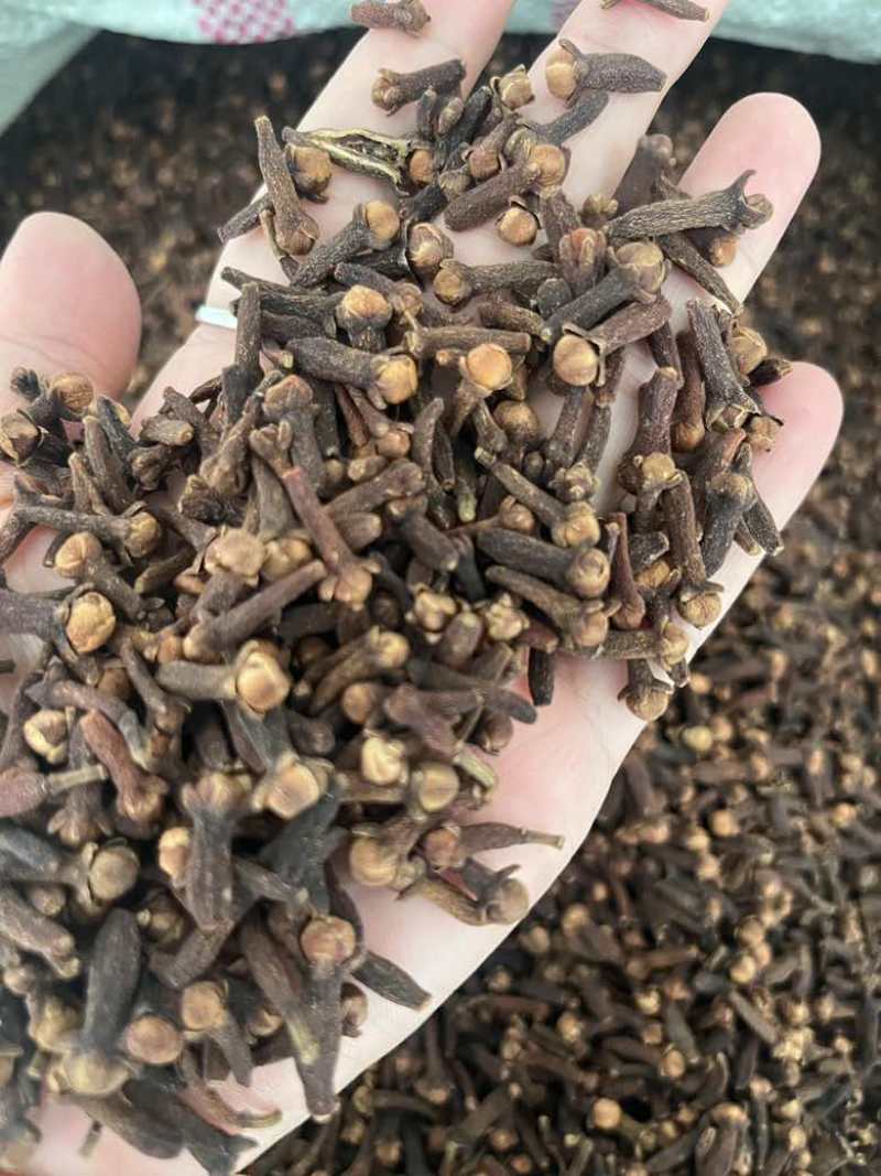 长期批发印尼大红丁香符合药典标准有非洲小丁香野丁香