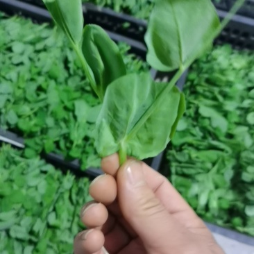 豌豆苗