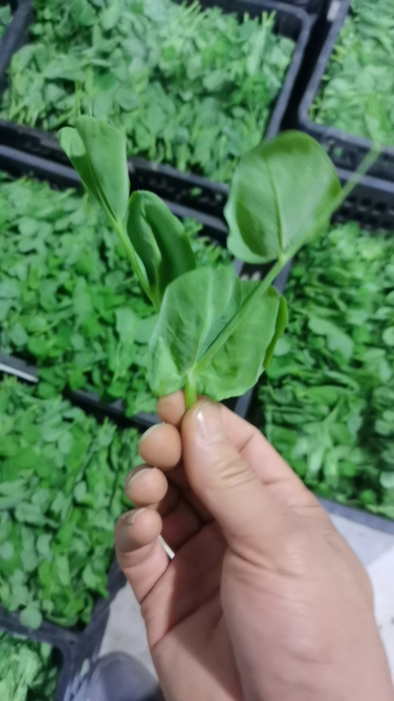 豌豆苗
