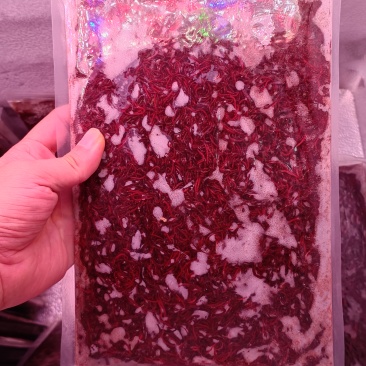 冰冻红虫喂鱼母虫一斤一板高蛋白鱼食