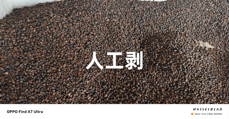 干茶仔