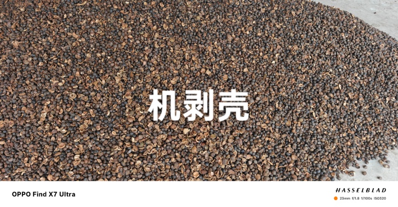 干茶仔
