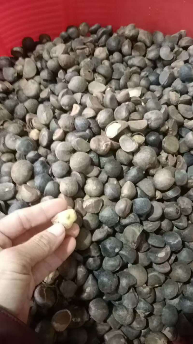 山茶油山茶籽油农家自产品质保证量大从优