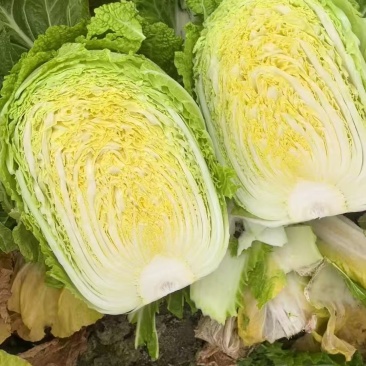 黄心大白菜456