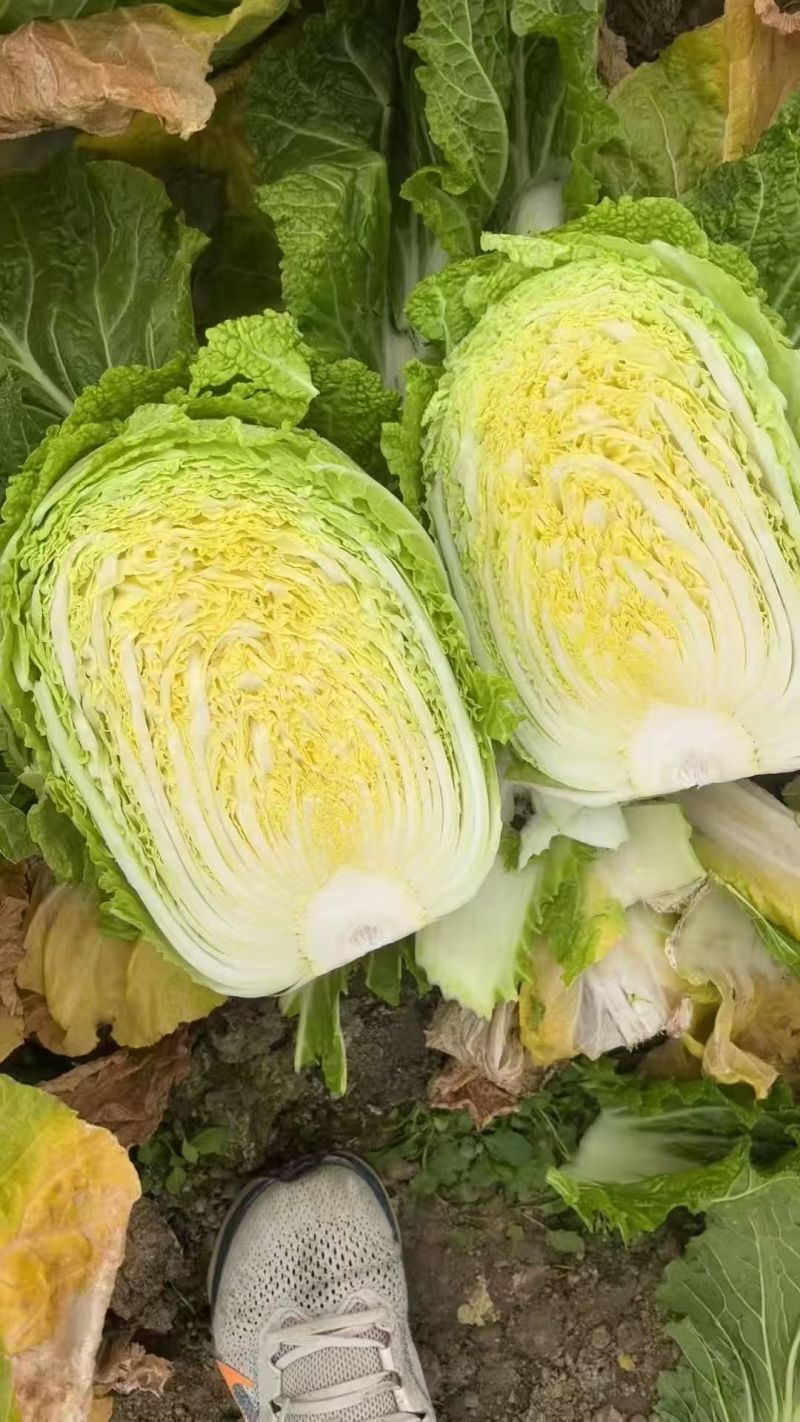 黄心大白菜456