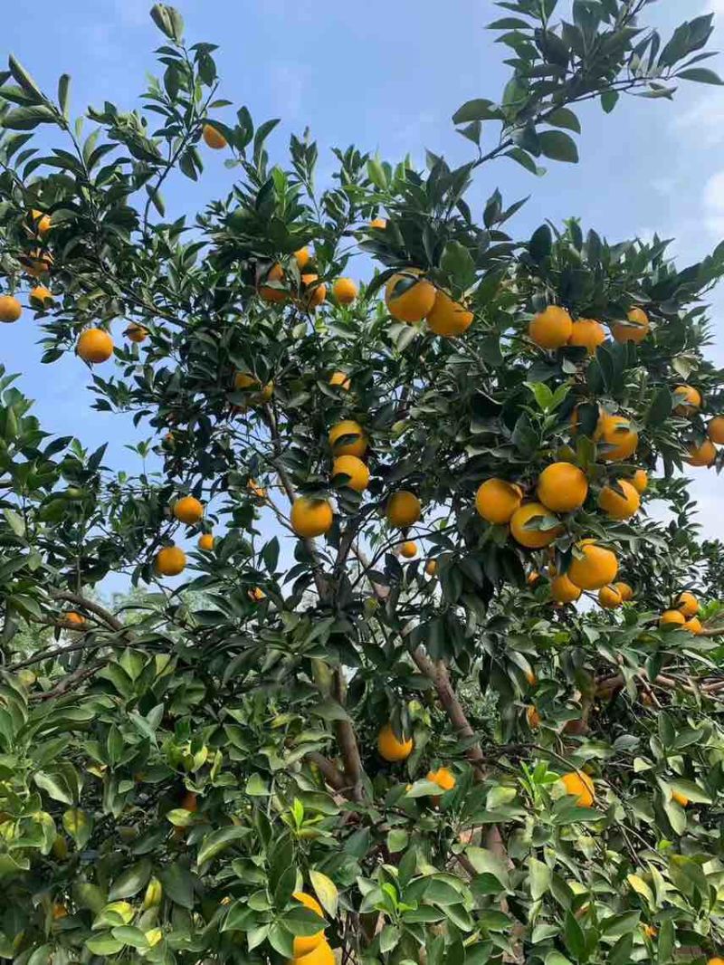 自家果园正宗廉江红橙红江橙现摘超甜手剥薄皮红江农场甜橙子