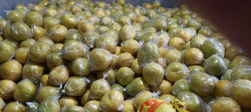 桂林阳朔沙田柚