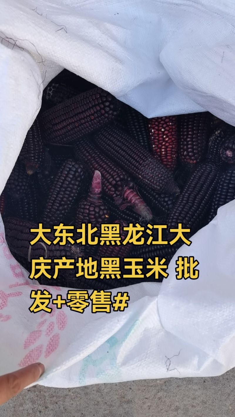 黑龙江农家自种黑玉米粒
