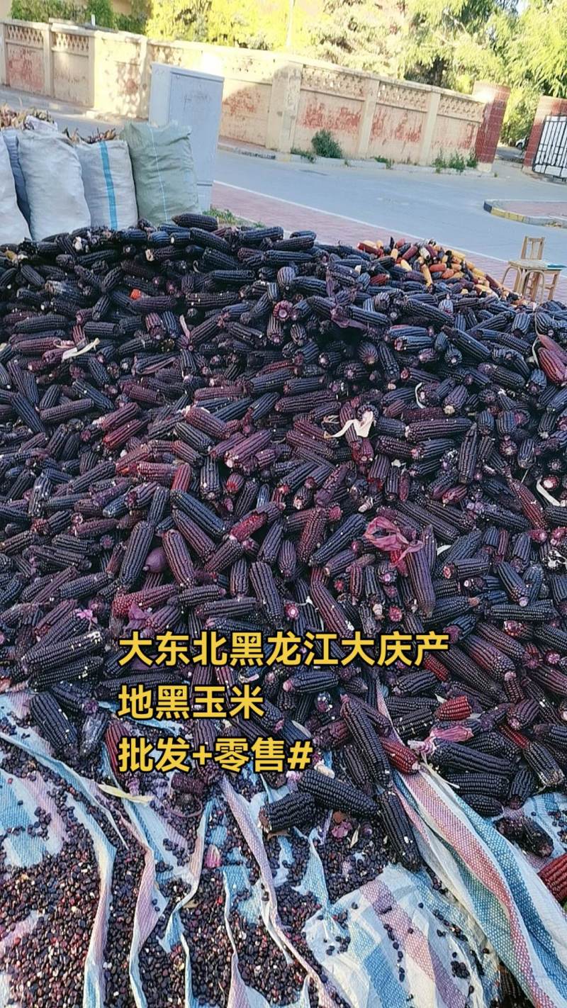 黑龙江农家自种黑玉米粒