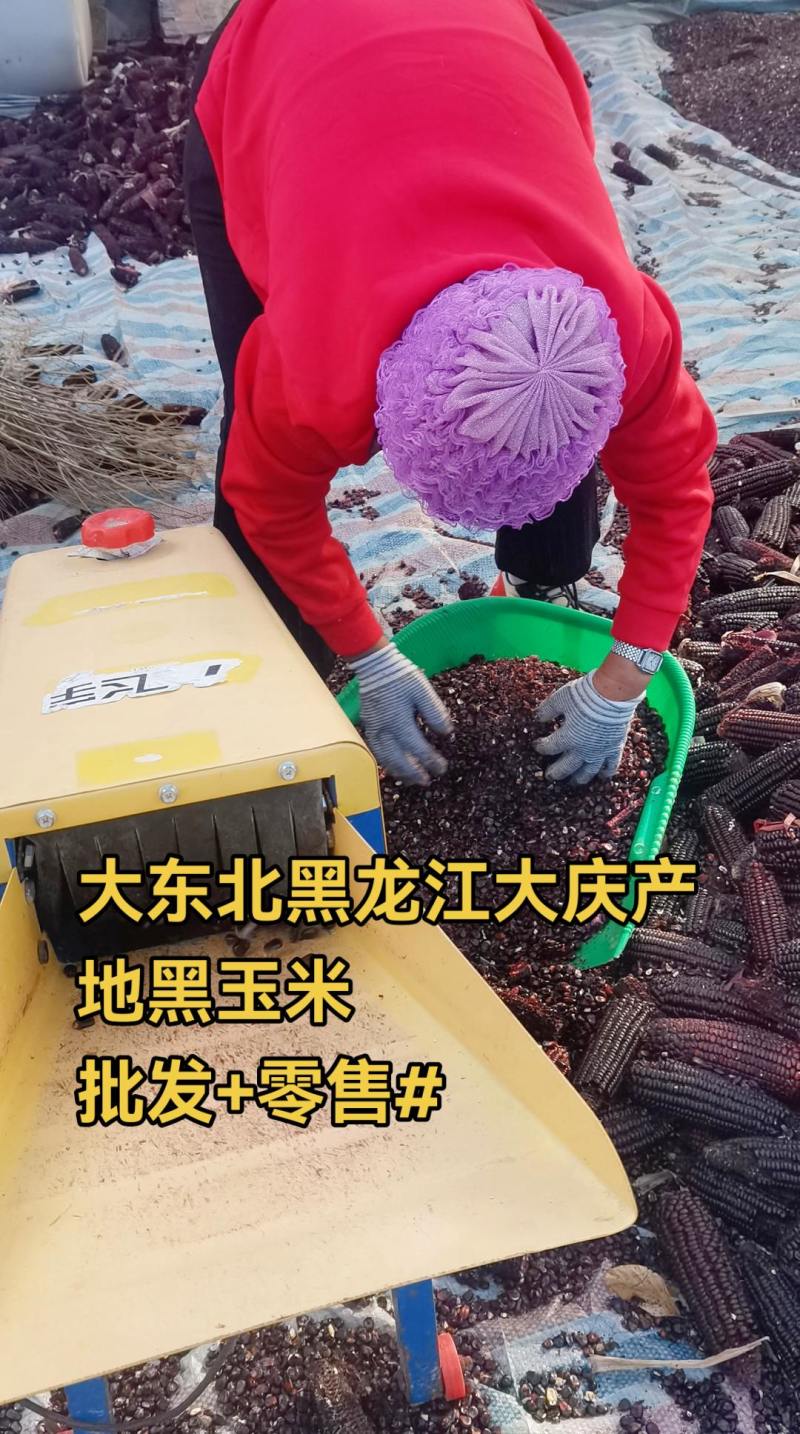 黑龙江农家自种黑玉米粒