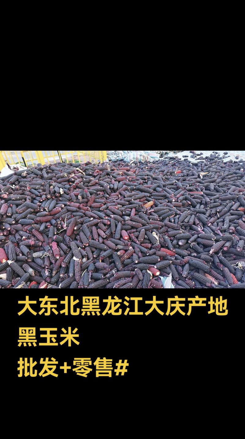 黑龙江农家自种黑玉米粒