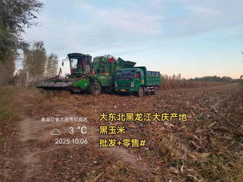 黑龙江农家自种黑玉米粒