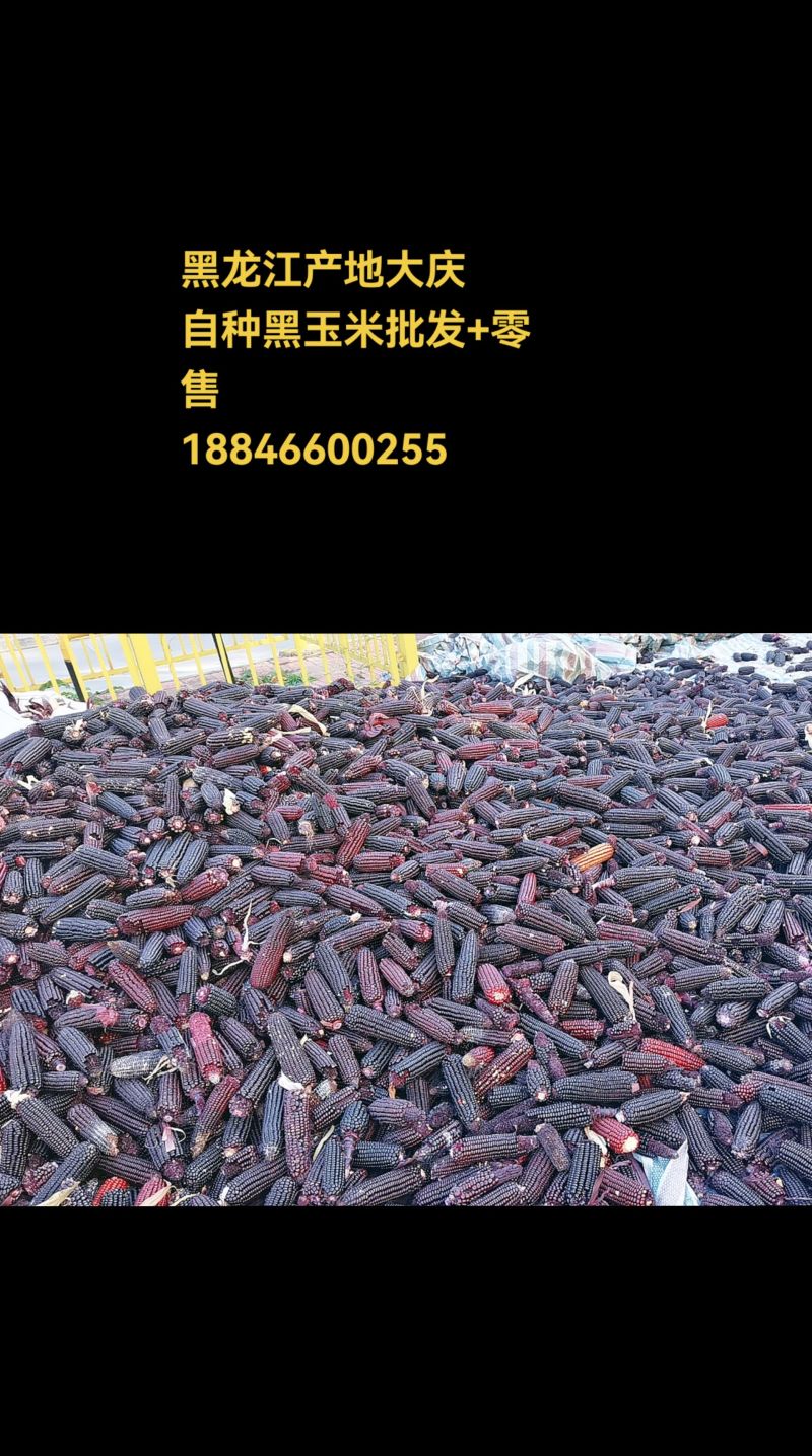 黑龙江农家自种黑玉米粒