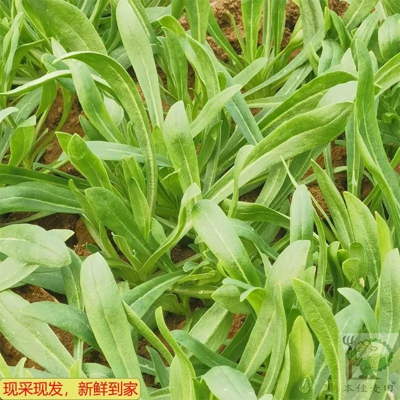 河南夏邑县面条菜大棚种植干净卫生无污染