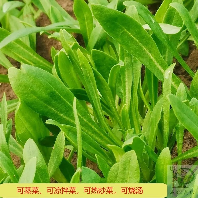 河南夏邑县面条菜大棚种植干净卫生无污染