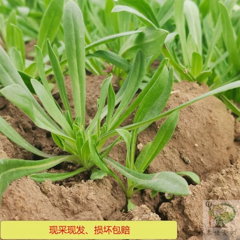 河南夏邑县面条菜大棚种植干净卫生无污染