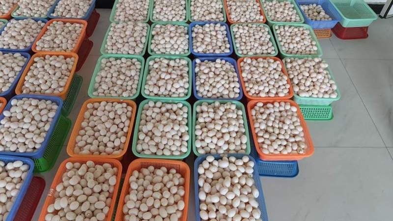 鸽子蛋小蛋18克以下1.5一枚，***来合作