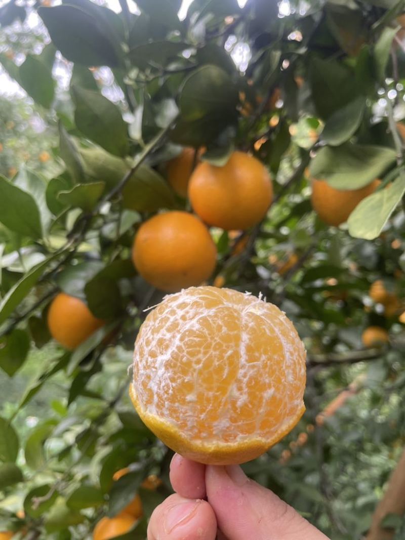德庆皇帝柑