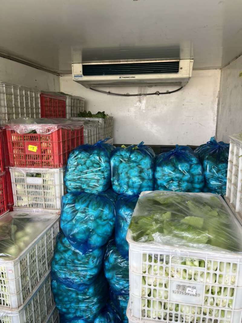 苏州太仓大棚漏天上海青