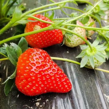 上海青浦红颜草莓🍓