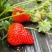 上海青浦红颜草莓🍓