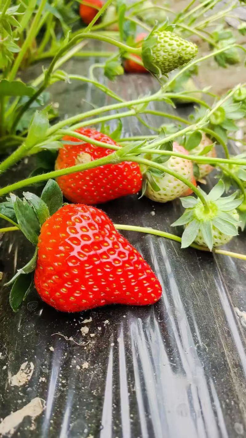上海青浦红颜草莓🍓
