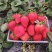 上海青浦红颜草莓🍓