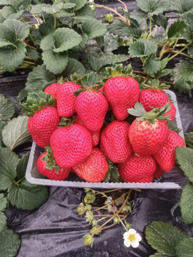 上海青浦红颜草莓🍓