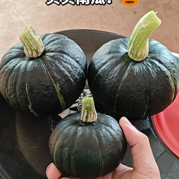贝贝南瓜精品货，电商货都有500亩，需要的老板联系。