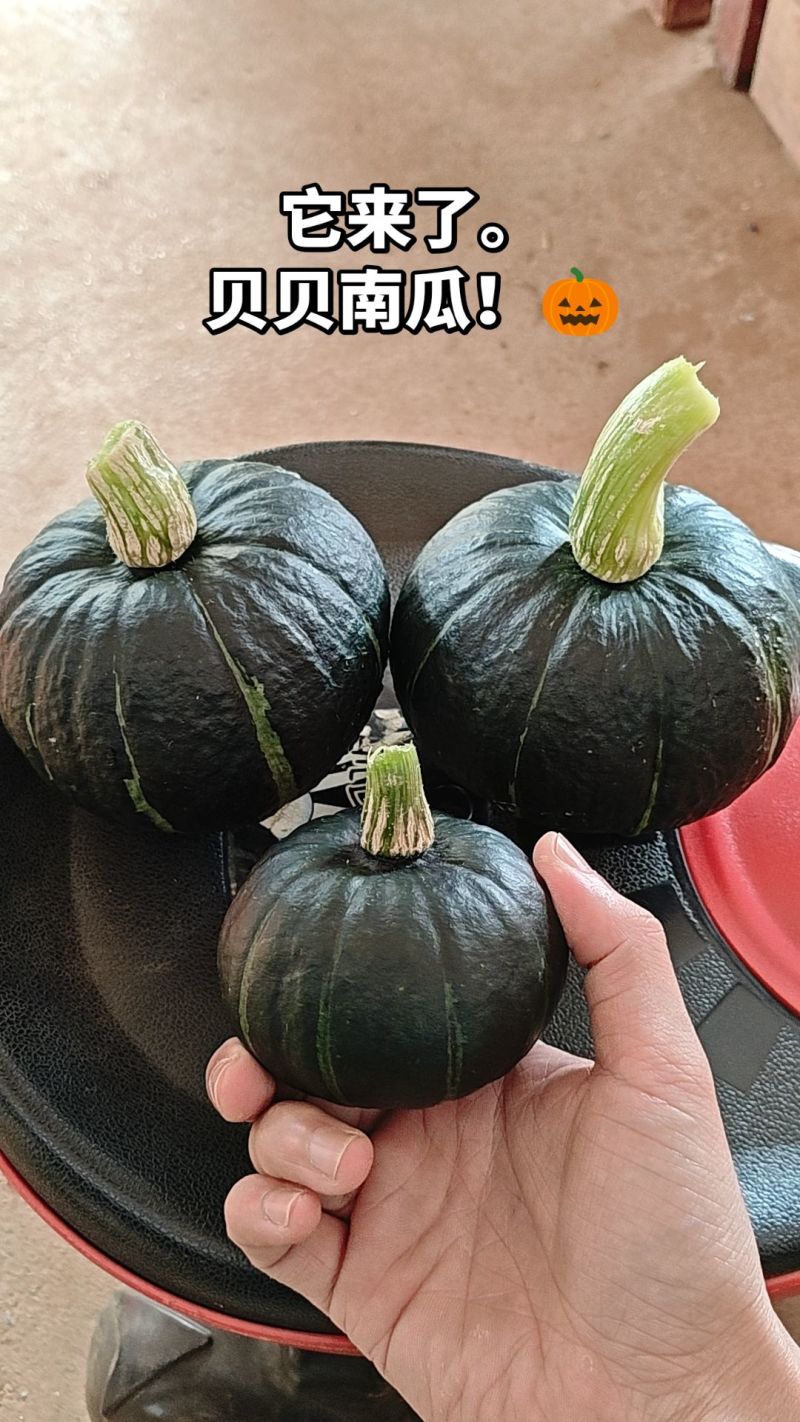 贝贝南瓜精品货，电商货都有500亩，需要的老板联系。