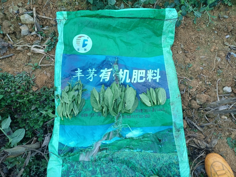 贵州省黔西市青源亿农蔬菜种植基地豌豆尖，金品，豆贝