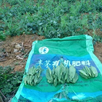 贵州省黔西市青源亿农蔬菜种植基地豌豆尖，金品，豆贝