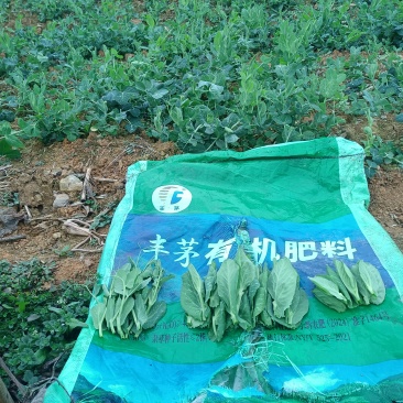 贵州省黔西市青源亿农蔬菜种植基地豌豆尖，金品，豆贝