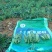 贵州省黔西市青源亿农蔬菜种植基地豌豆尖，金品，豆贝