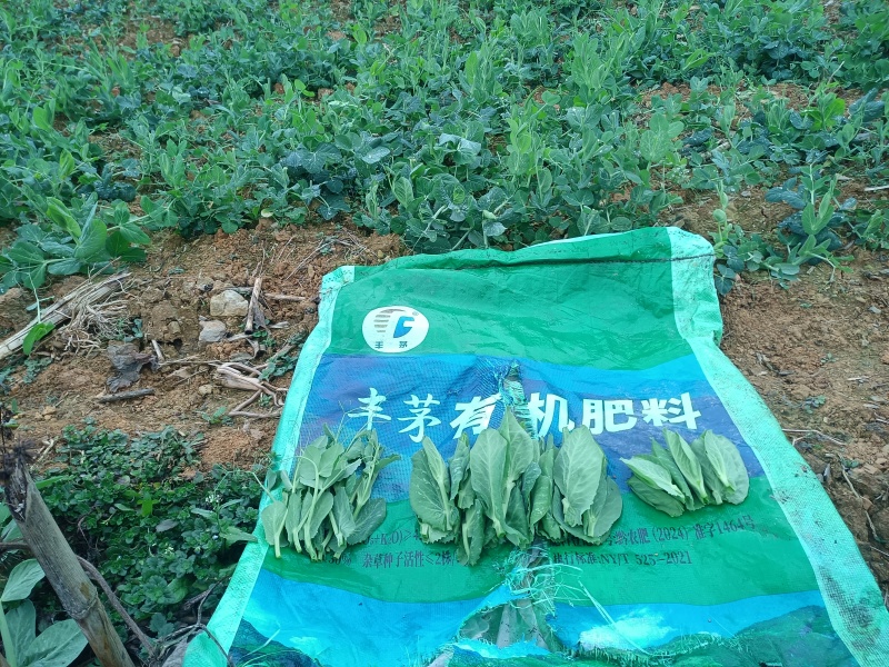 贵州省黔西市青源亿农蔬菜种植基地豌豆尖，金品，豆贝