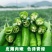 樟树小辣椒