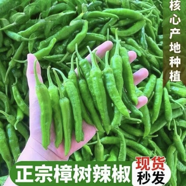 樟树小辣椒
