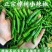 樟树小辣椒