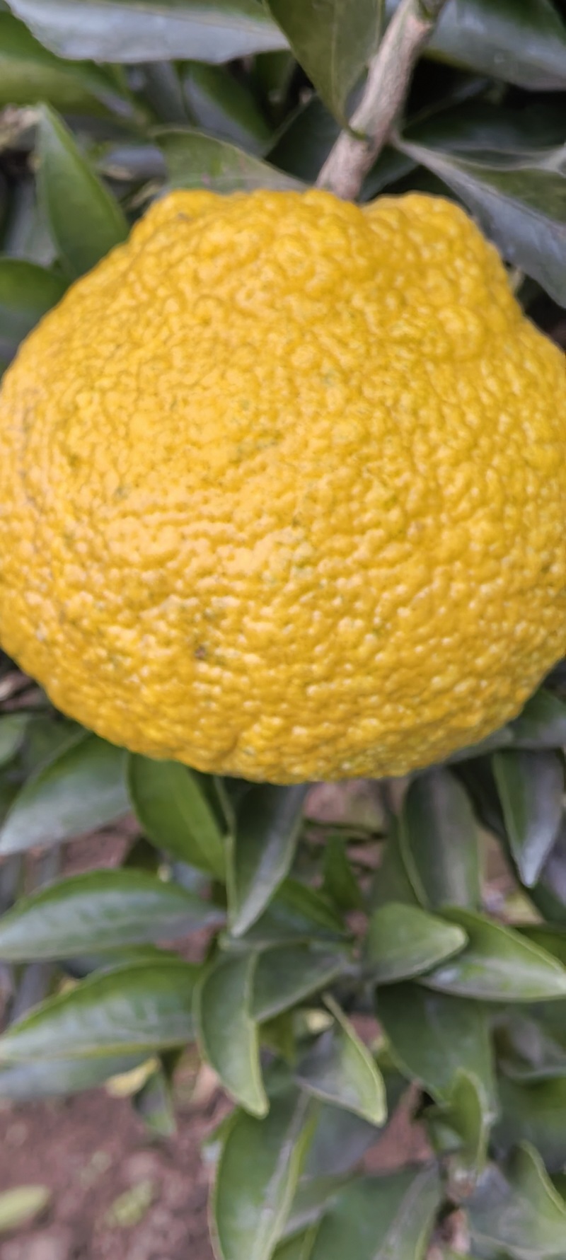 黄金贡柚