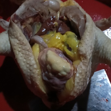 鸡宝