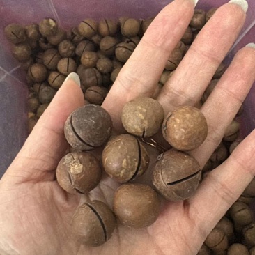 夏威夷果线上线下电商一件代发