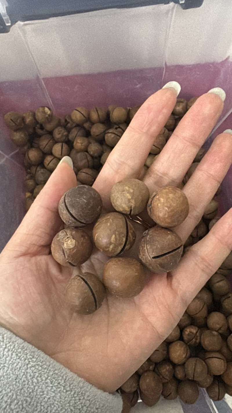 夏威夷果线上线下电商一件代发