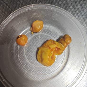鸡宝