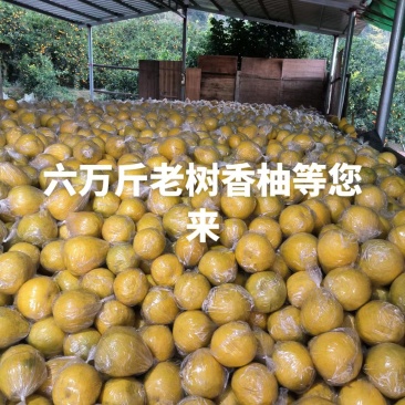 江永香柚