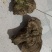 野生树舌灵芝