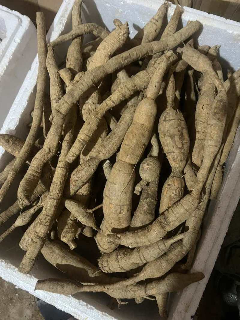 野生牛大力货源充足纯正***牛大力量大从优批发零售均可