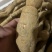 野生牛大力货源充足纯正***牛大力量大从优批发零售均可