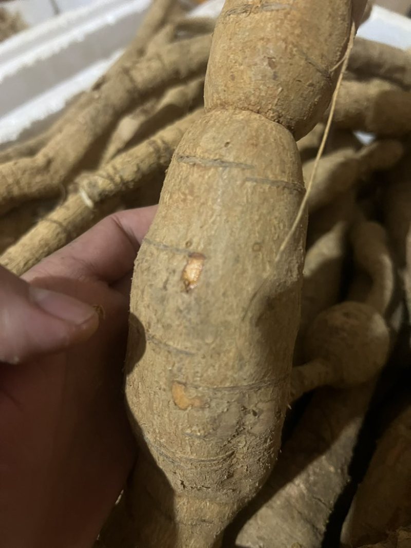 野生牛大力货源充足纯正***牛大力量大从优批发零售均可