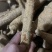 野生牛大力货源充足纯正***牛大力量大从优批发零售均可