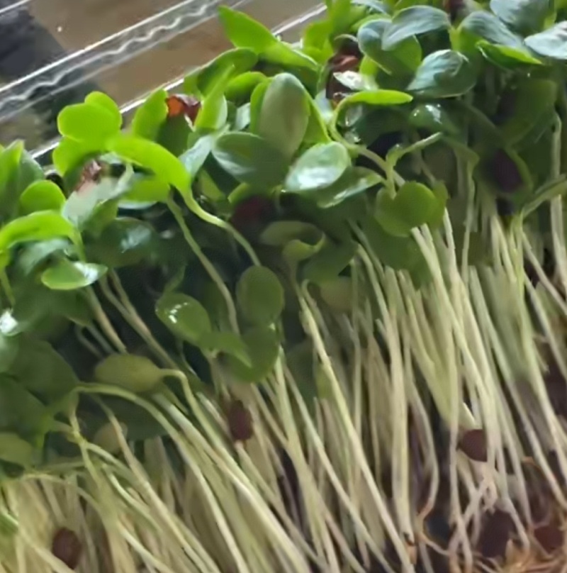 山西省香椿芽